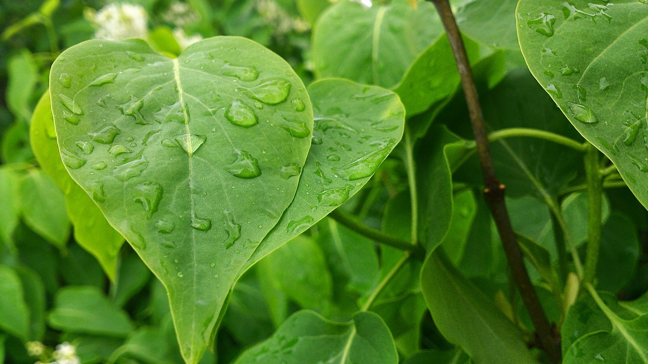 foliage a drop of water green free photo