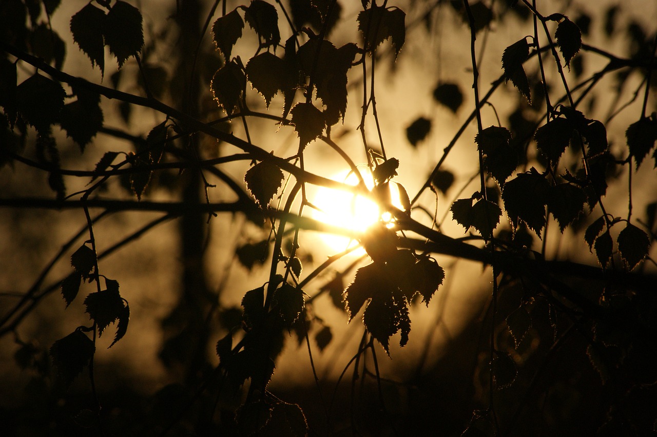 foliage tree birch free photo