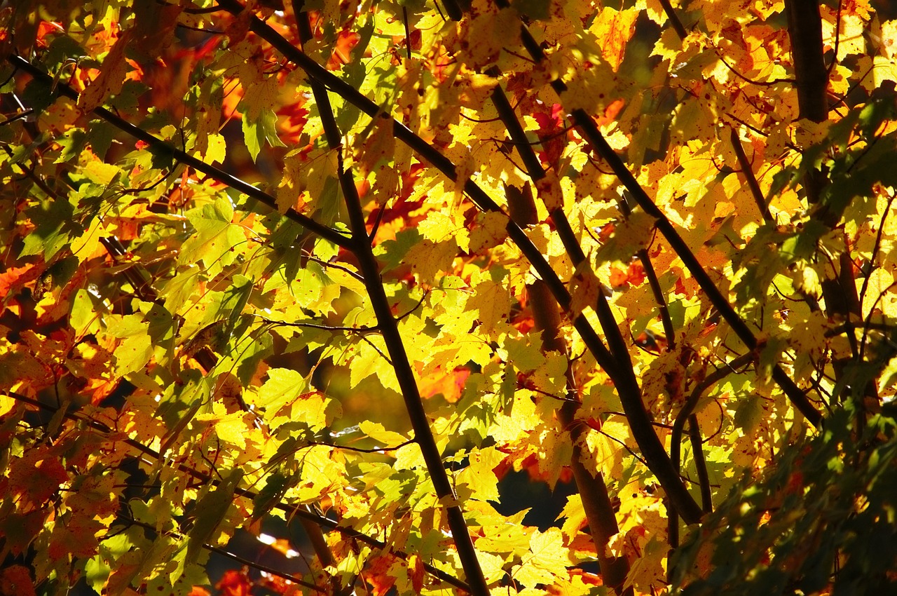 foliage leaves autumn free photo