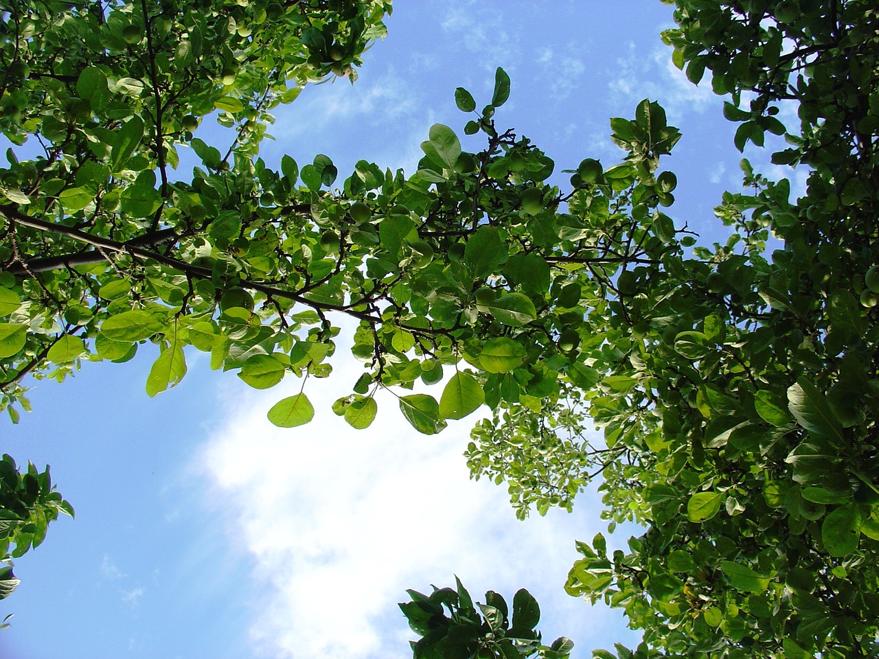 foliage sky nature free photo