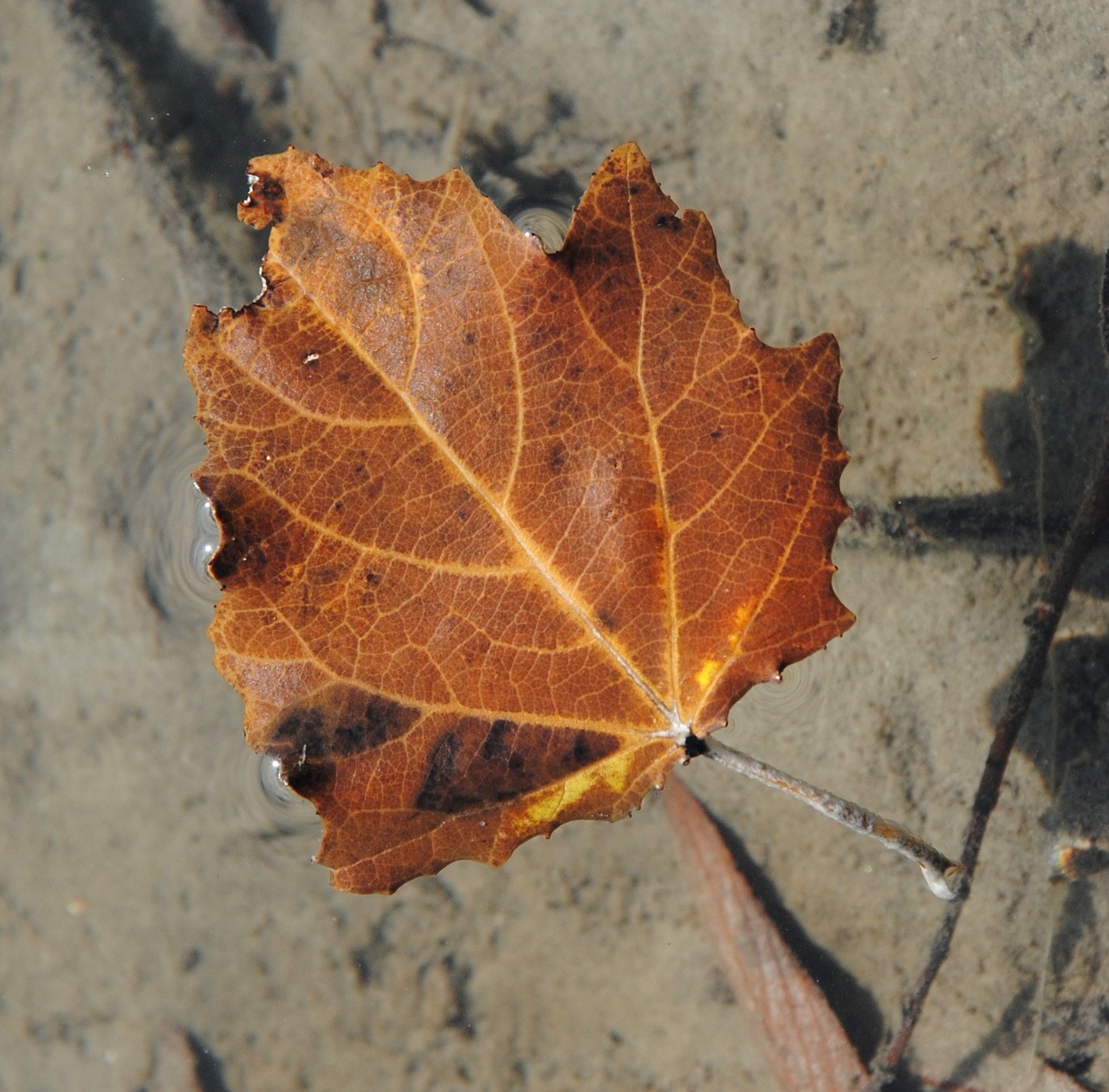 foliage water lake free photo