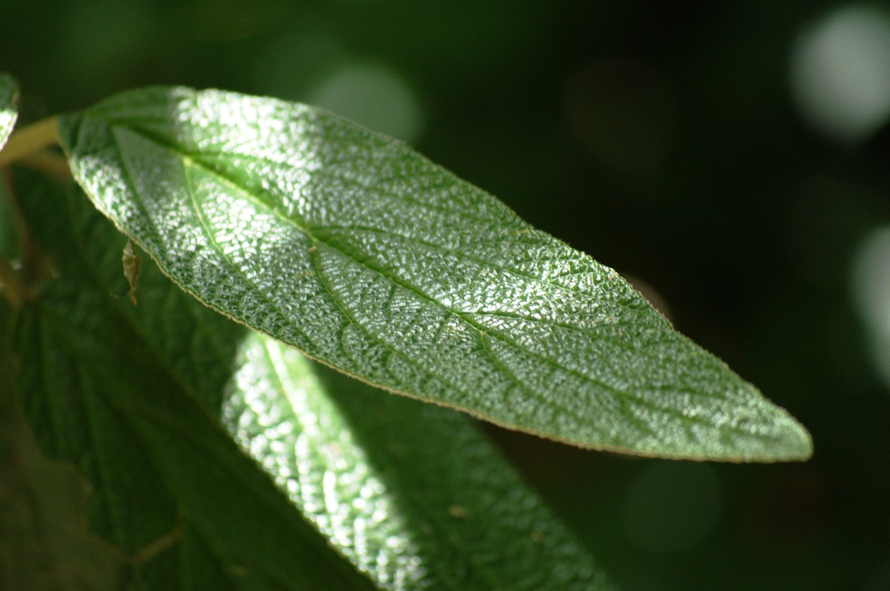 foliage green light and shadow free photo