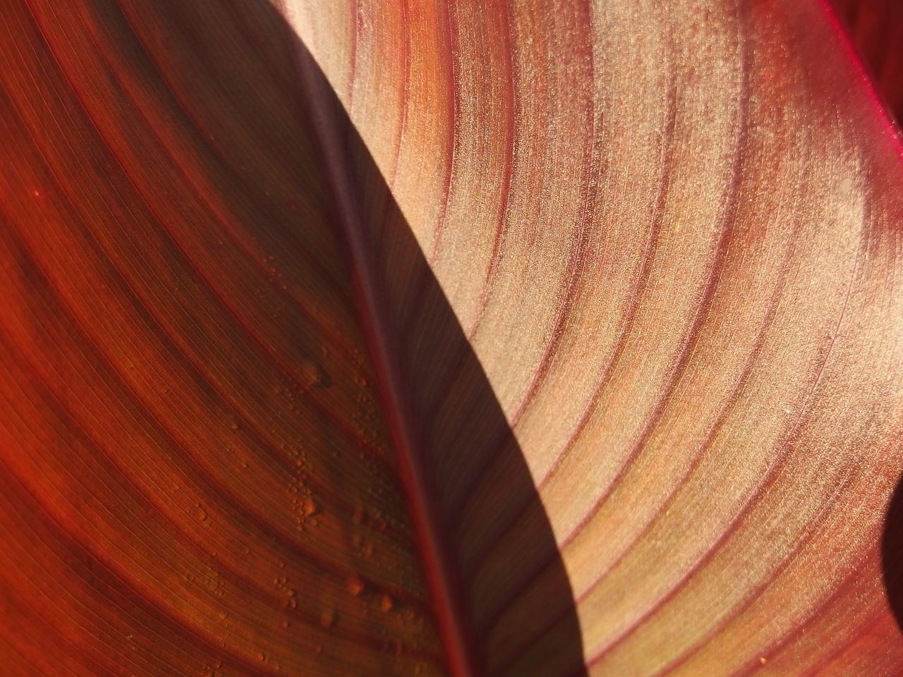 foliage red flora free photo