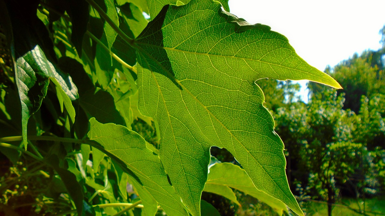 foliage grape creep free photo