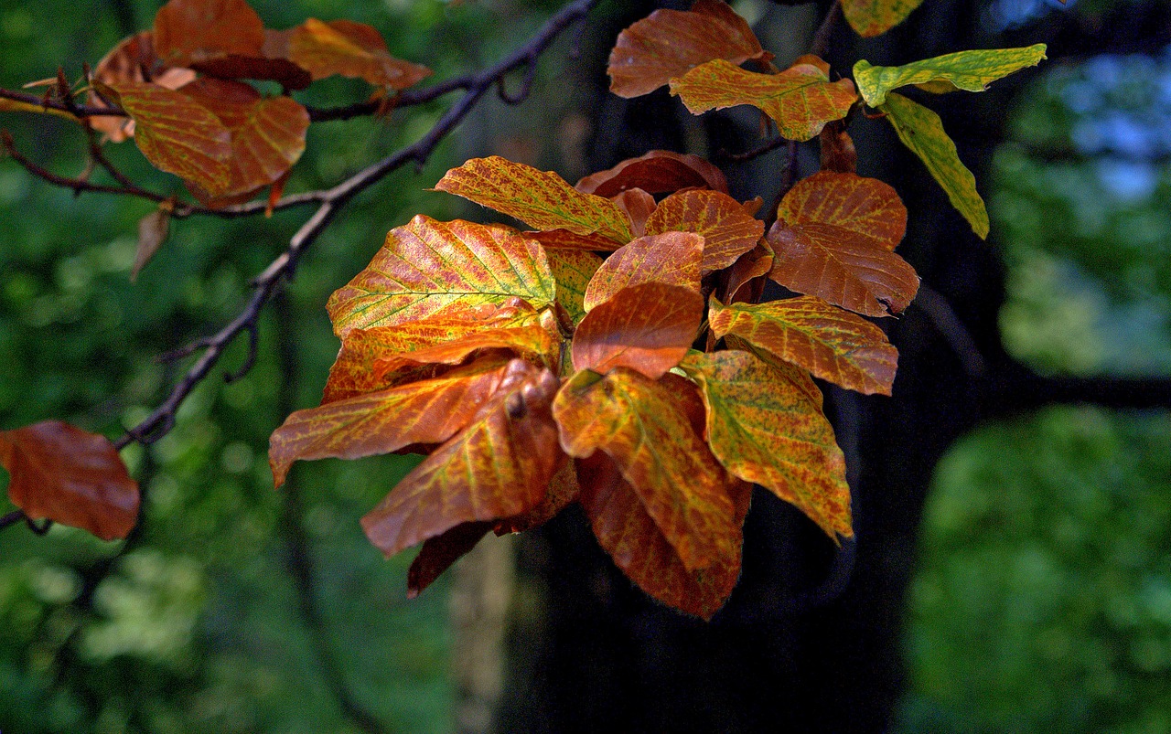 foliage beech leaves tree free photo