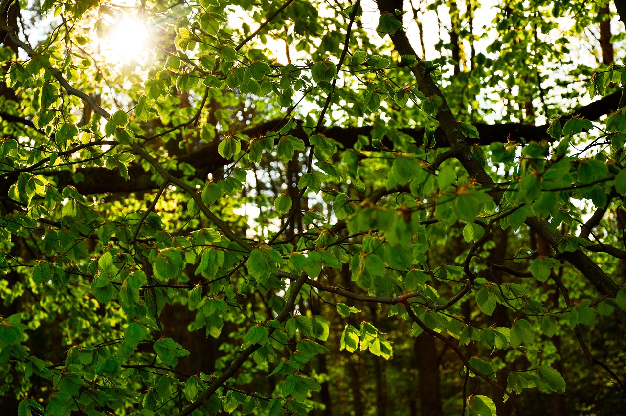 foliage leaves branches free photo