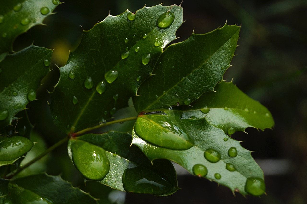 foliage green raindrop free photo
