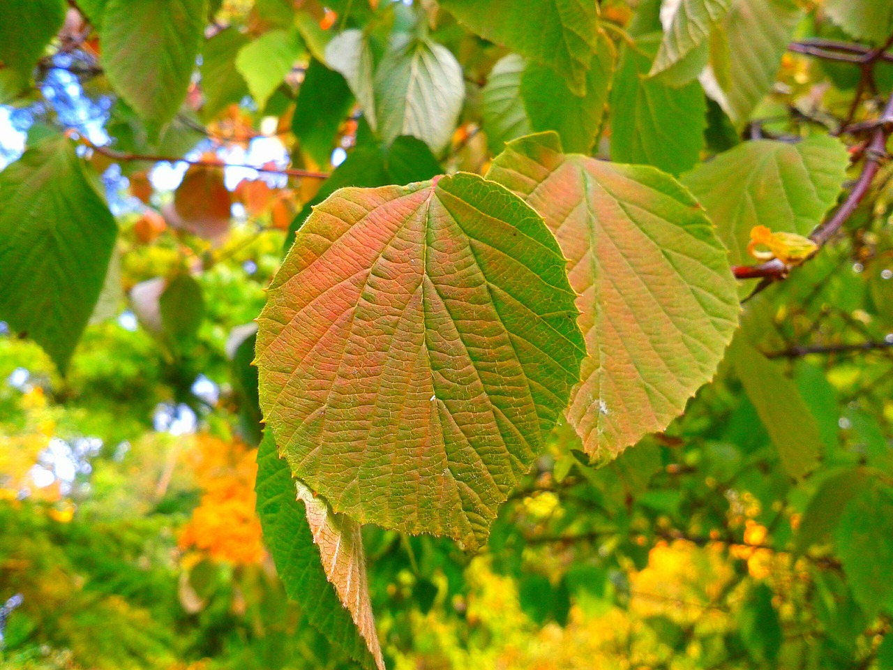 foliage nature plant free photo