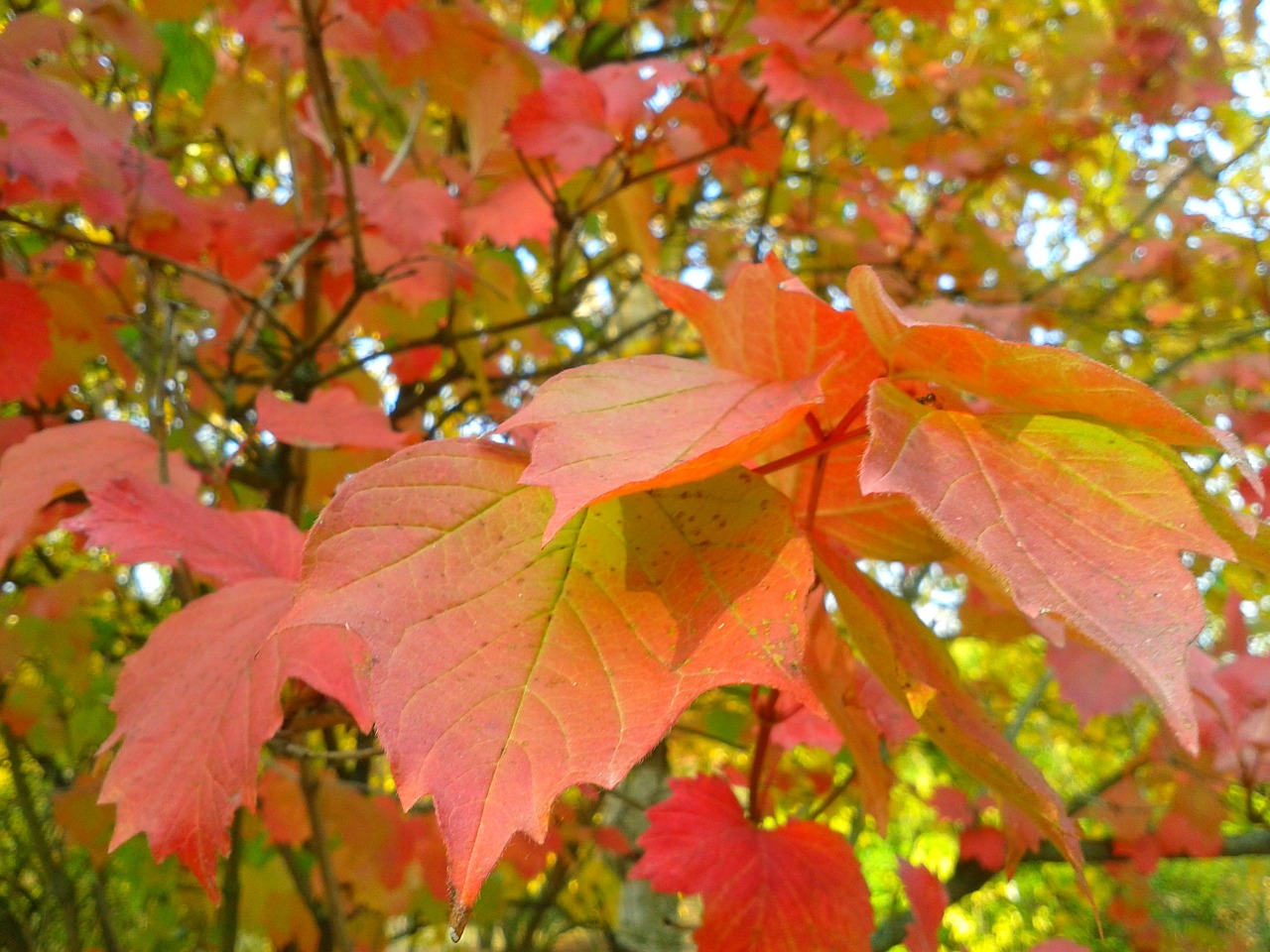 foliage tree autumn free photo