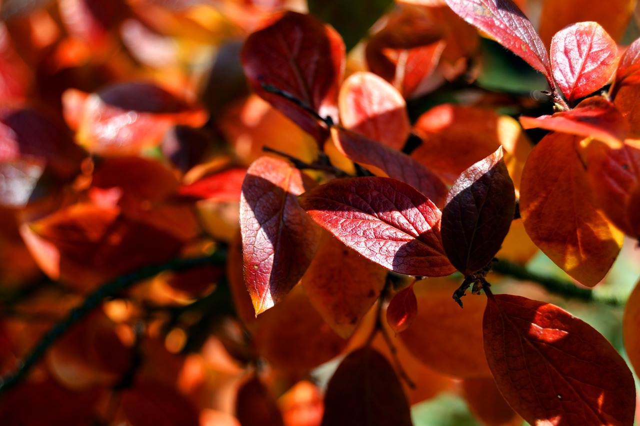 foliage autumn red free photo