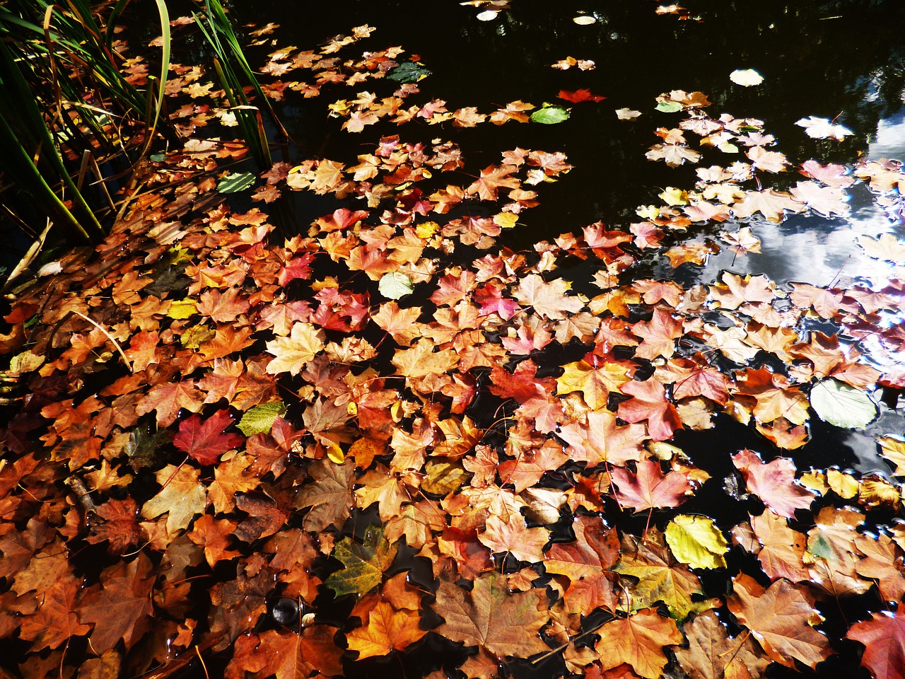 water-level lake river free photo