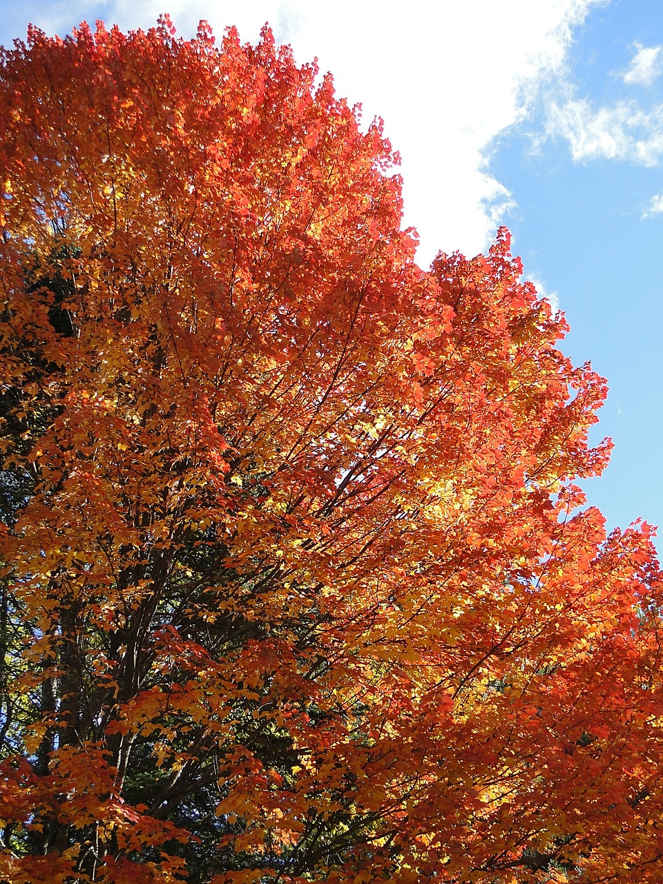 foliage fall autumn free photo