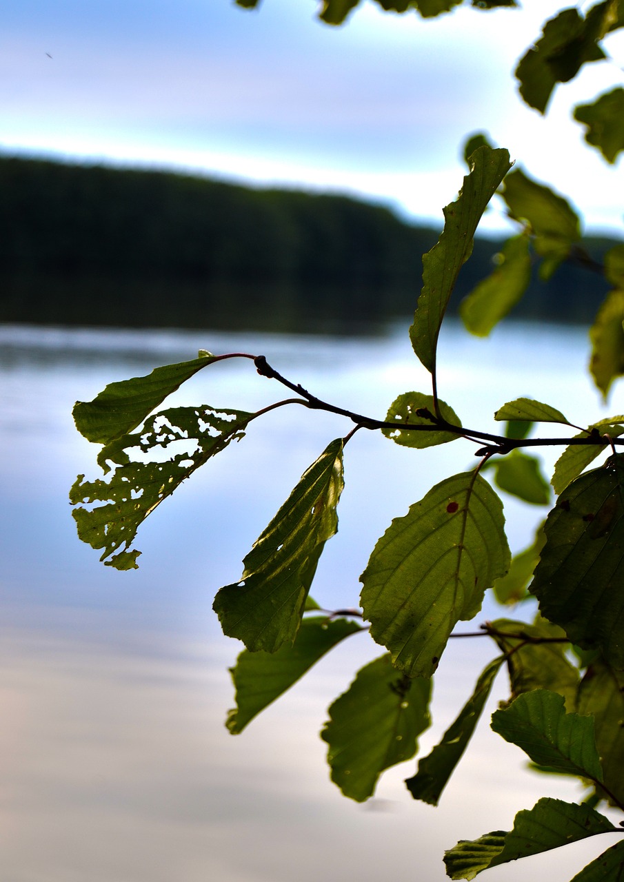 foliage green branch free photo