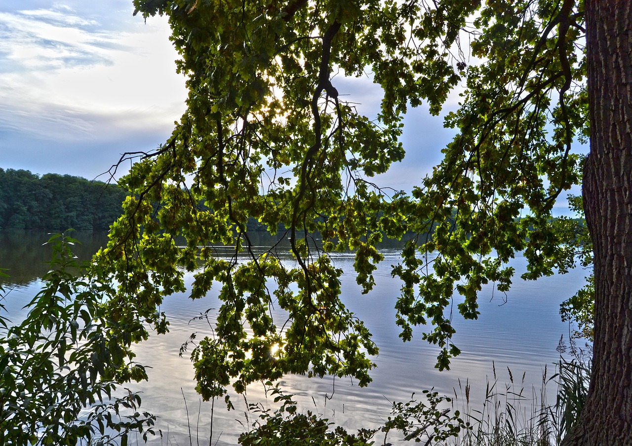 foliage reflection tree free photo