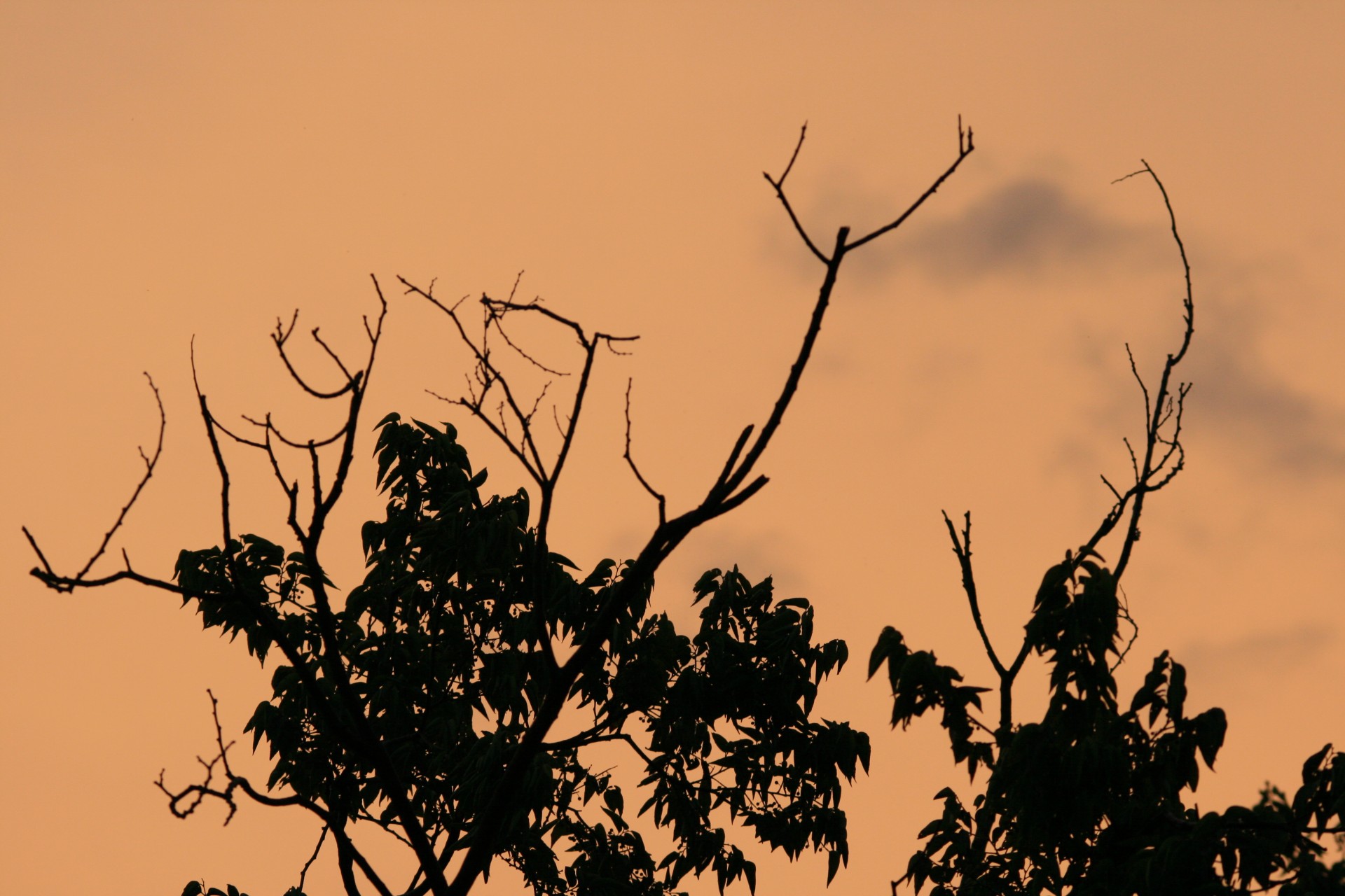 shrub foliage silhouette free photo