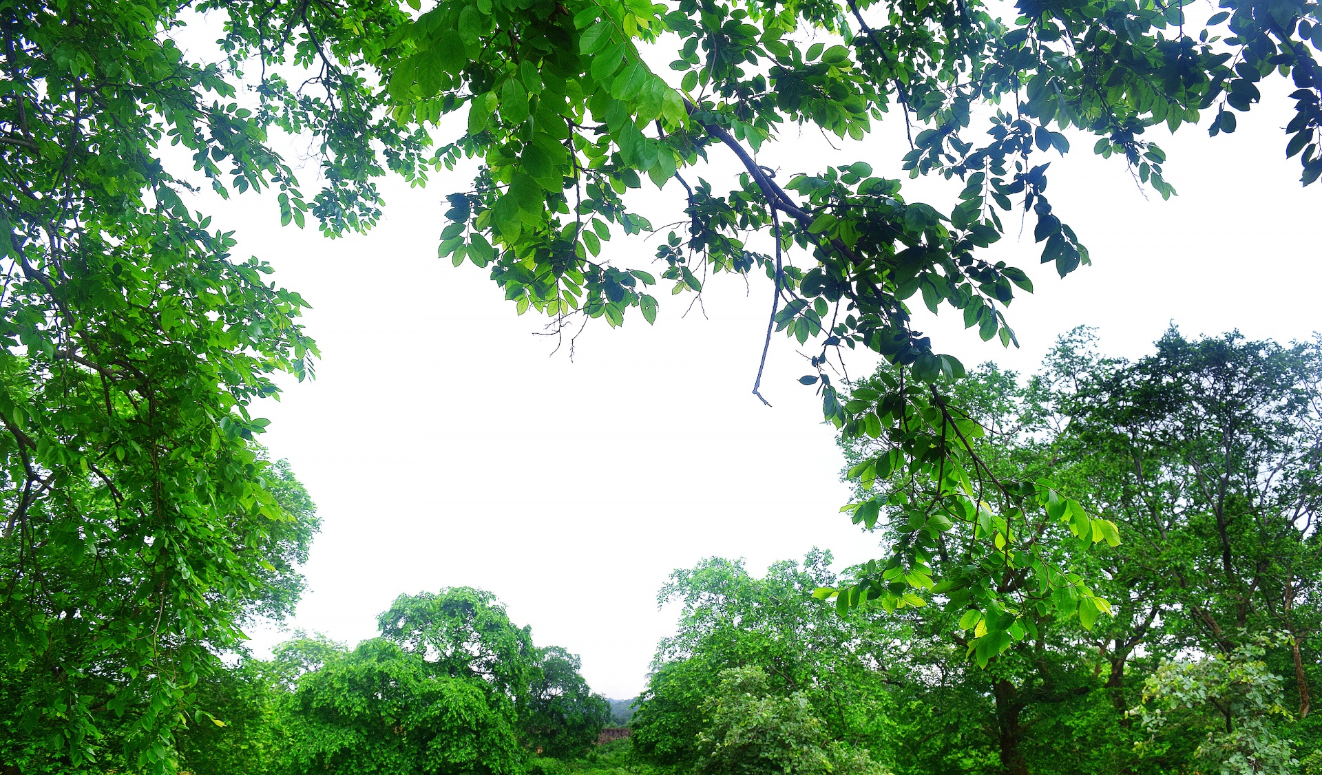 foliage leaves branches free photo