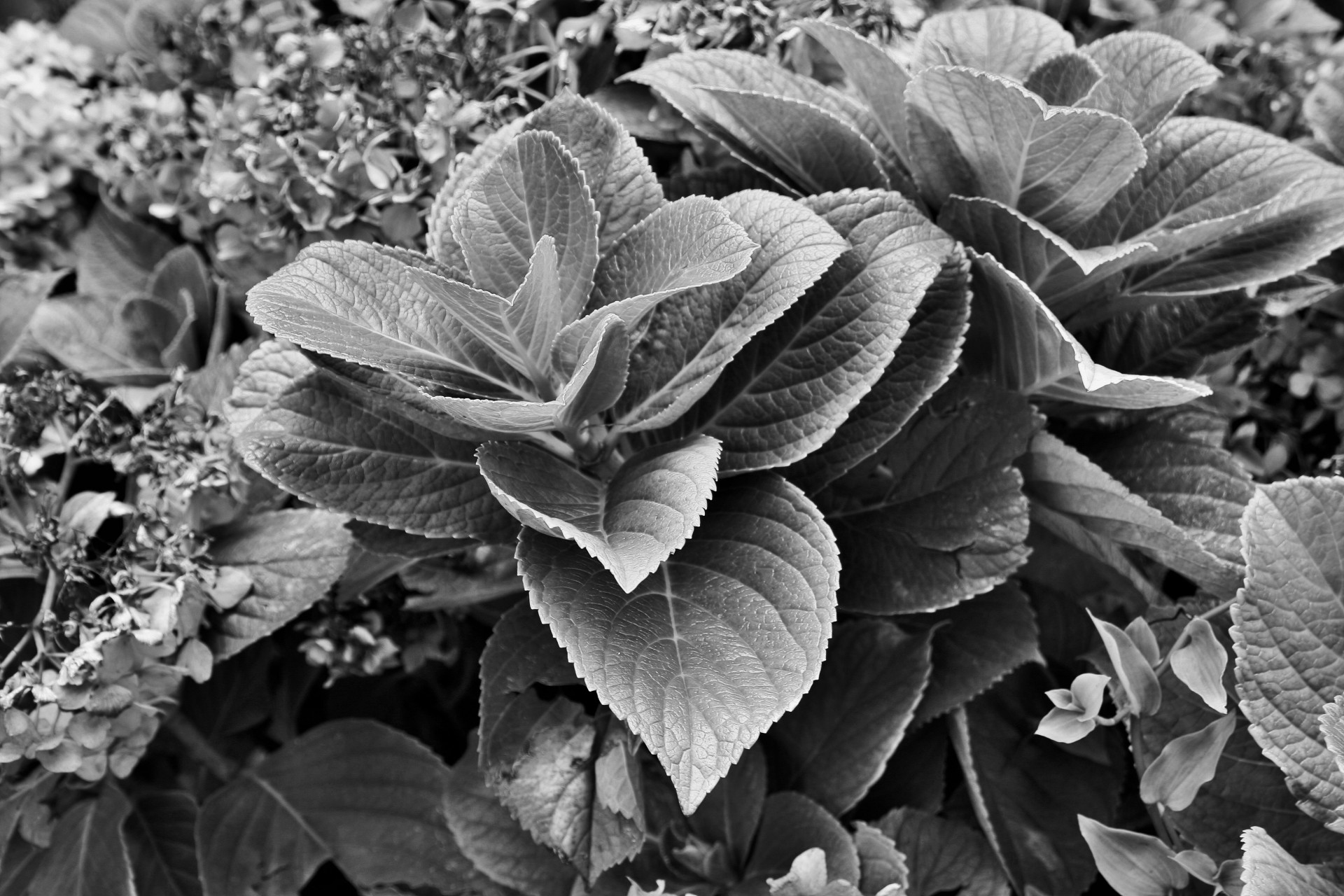 foliage leaves black & white free photo