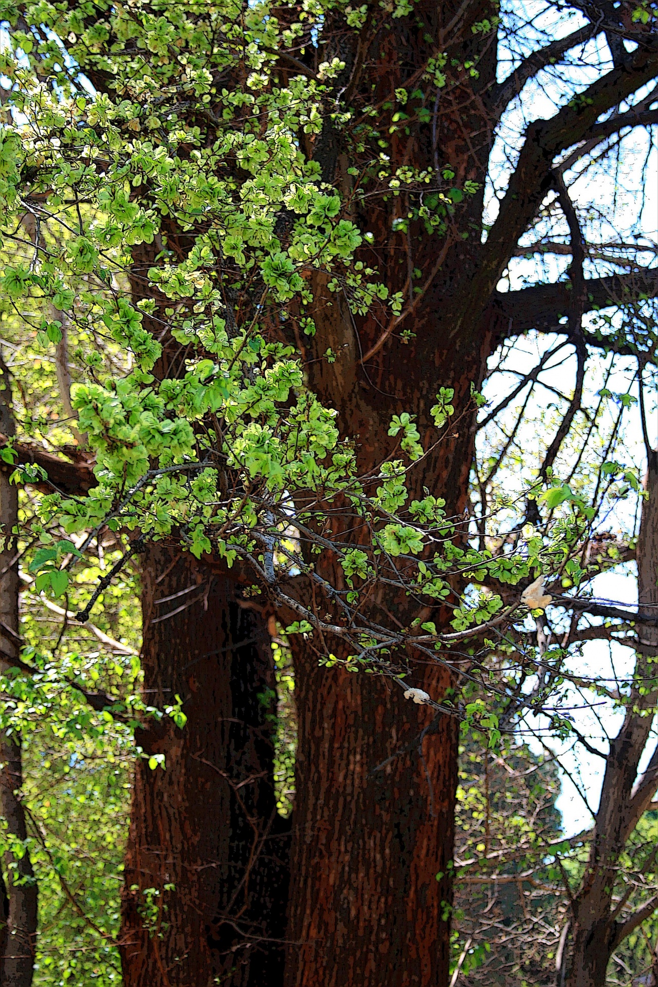 tree trunk dark free photo