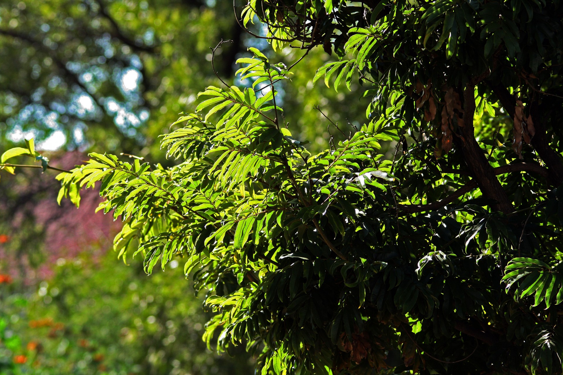 leaves tree green free photo