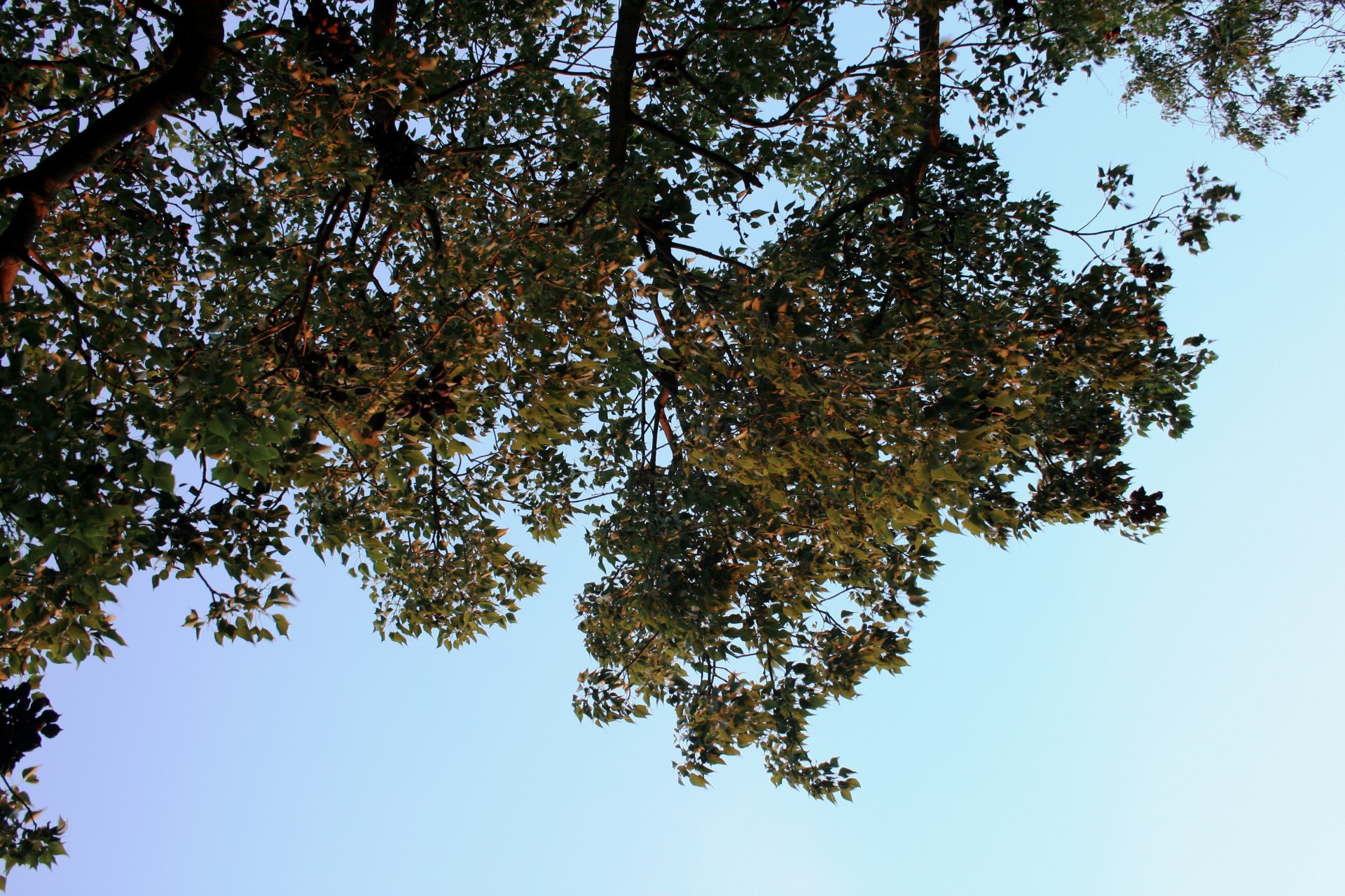 tree leaves green free photo