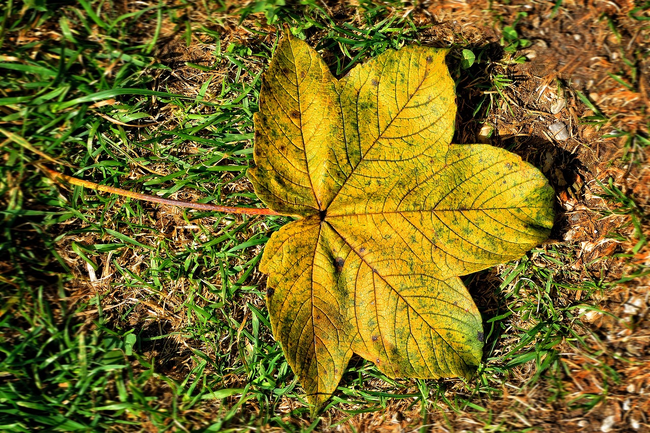 foliage leaf leaf autumn free photo