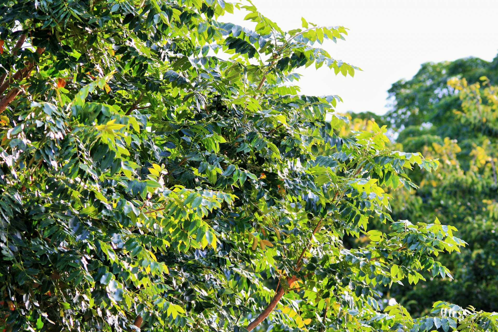 tree cape ash foliage free photo