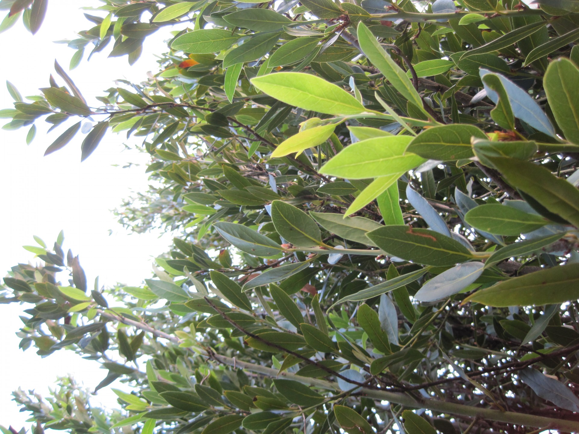 tree olive branches free photo