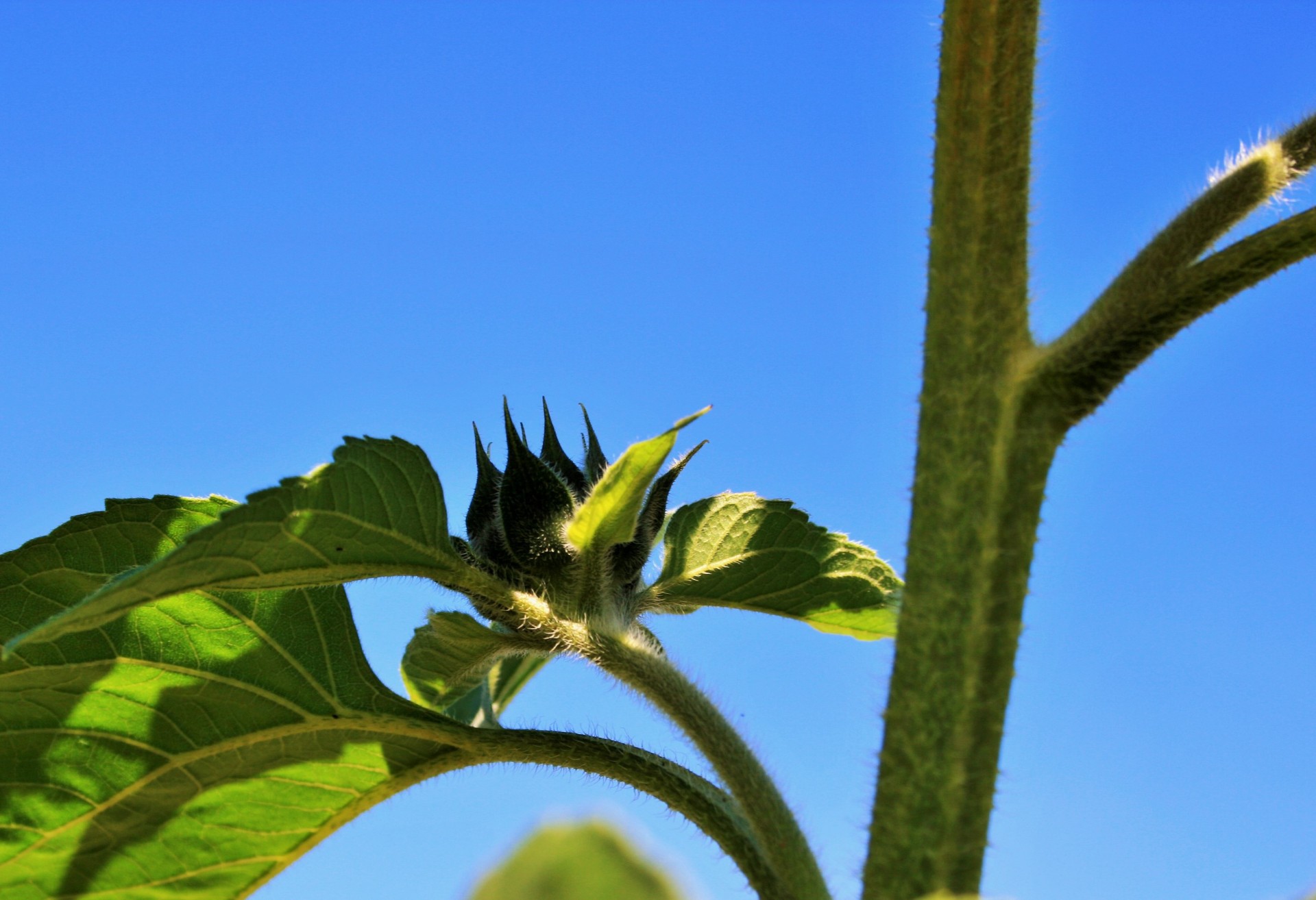 sunflower leaf foliage free photo