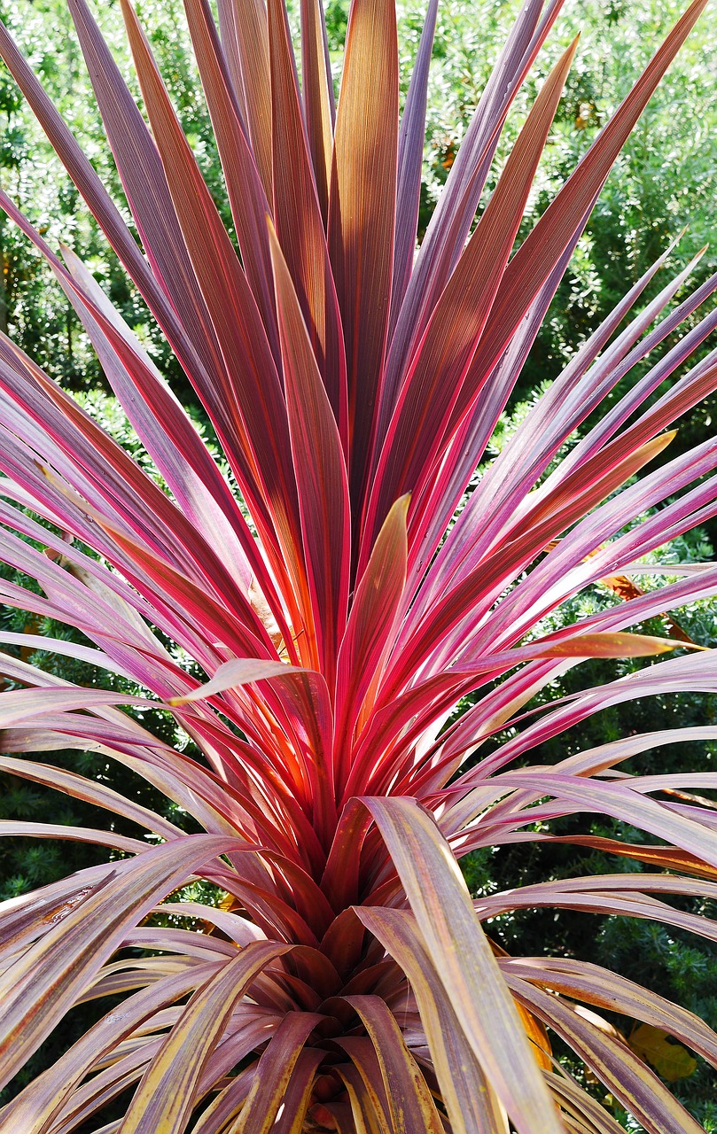 foliage plant mediteran park free photo