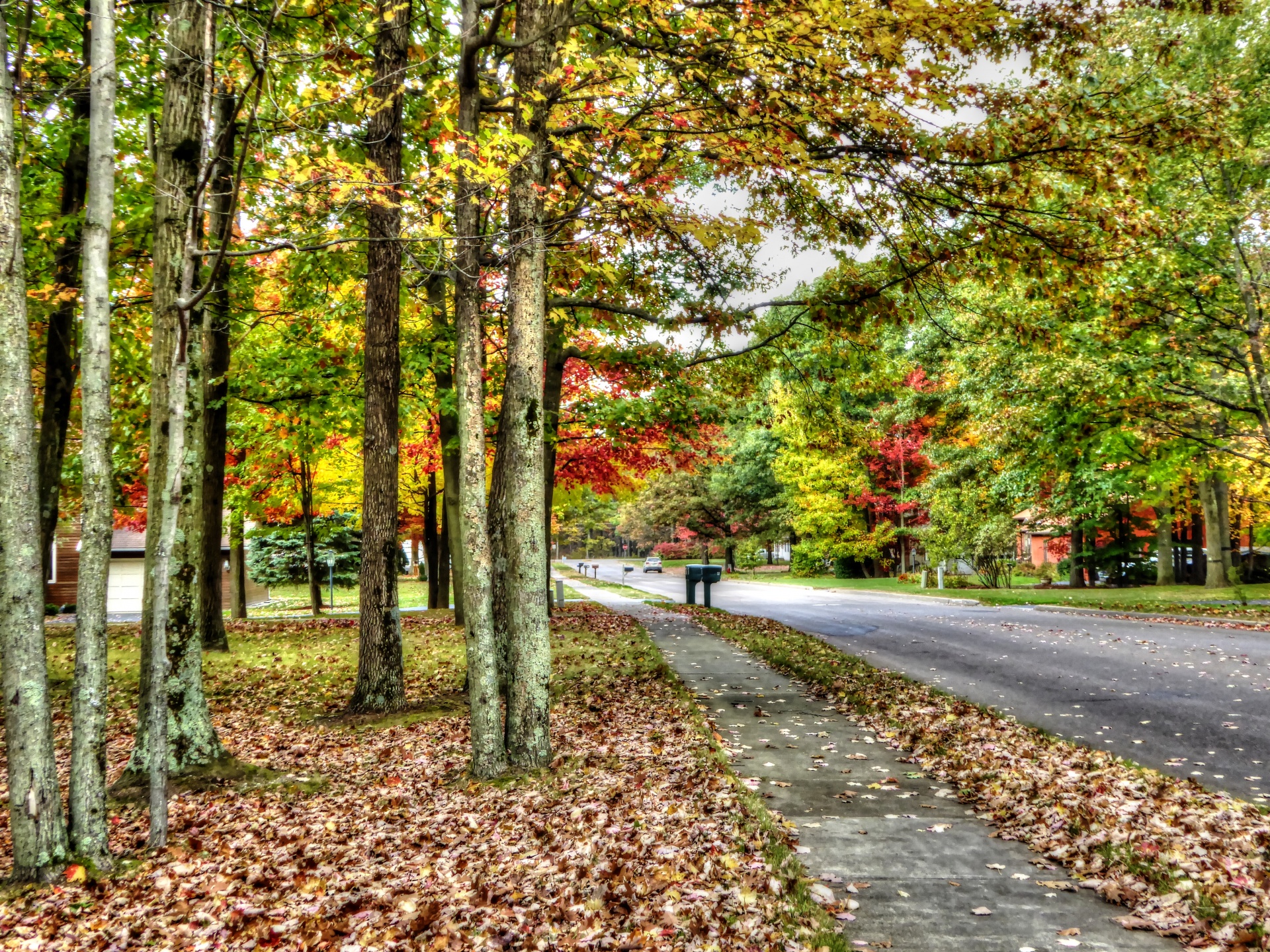 autumn fall foliage free photo