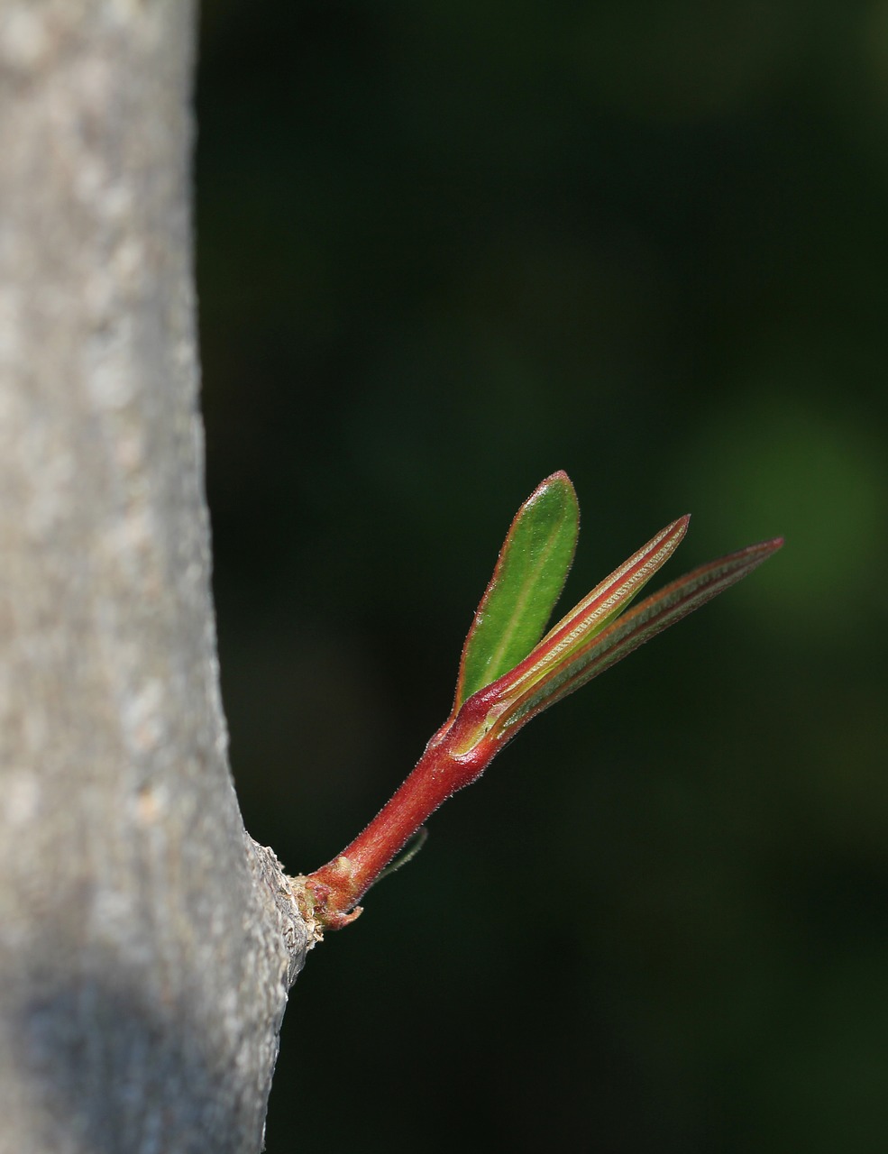 foliation  oleander  tree free photo