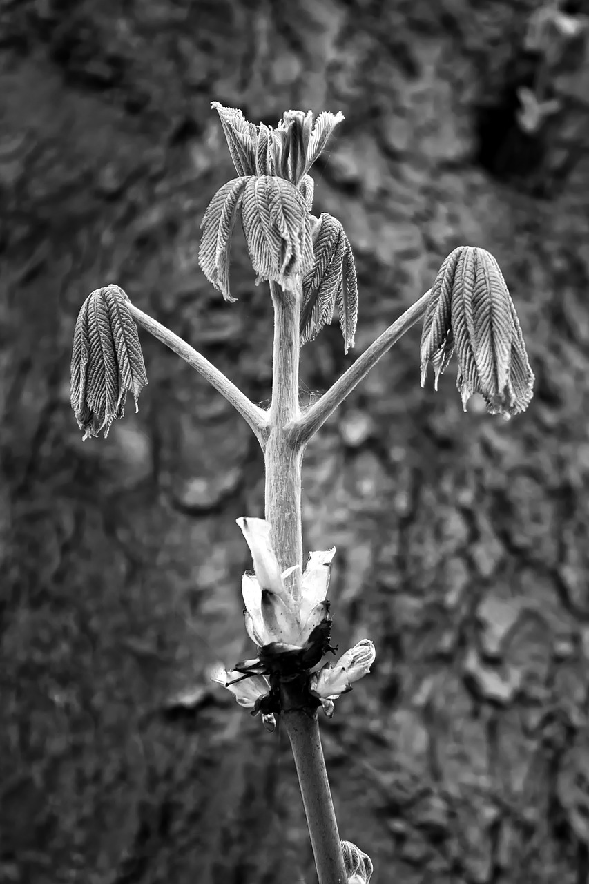 foliation plant tree free photo