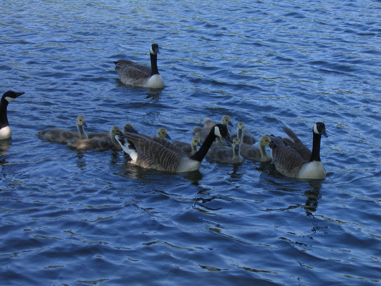 birds geese goose free photo