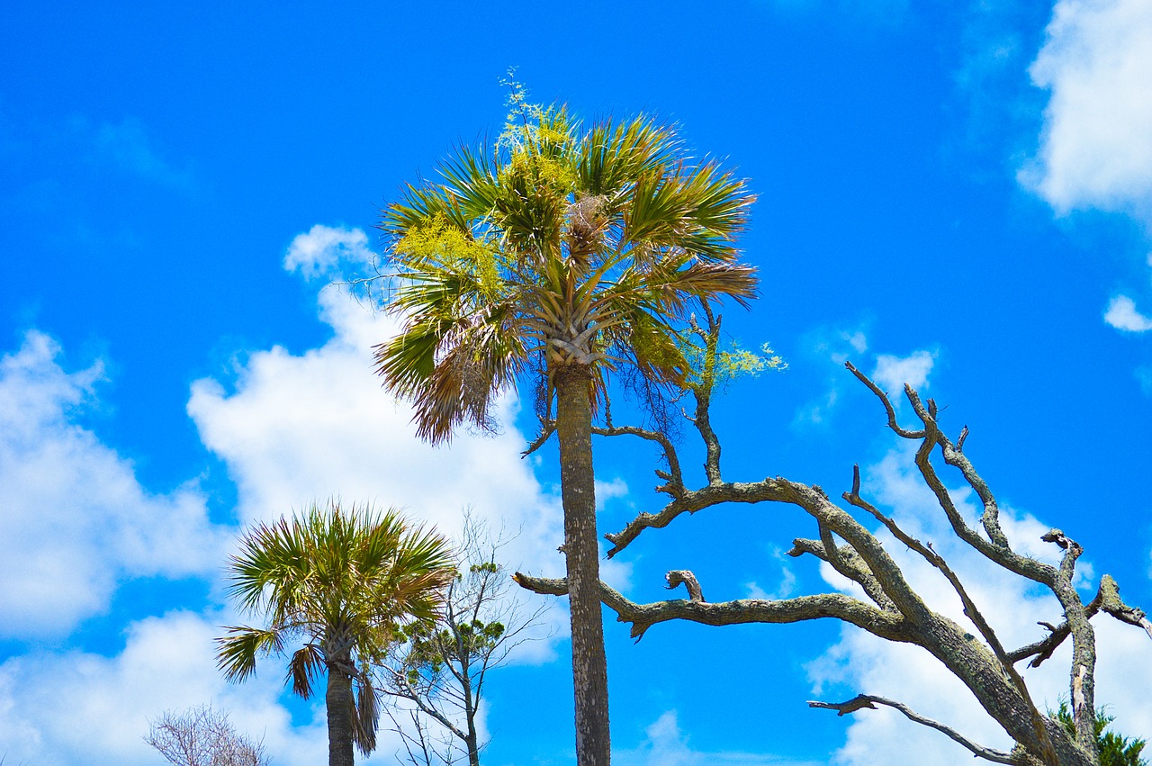folly beach sky palm trees free photo