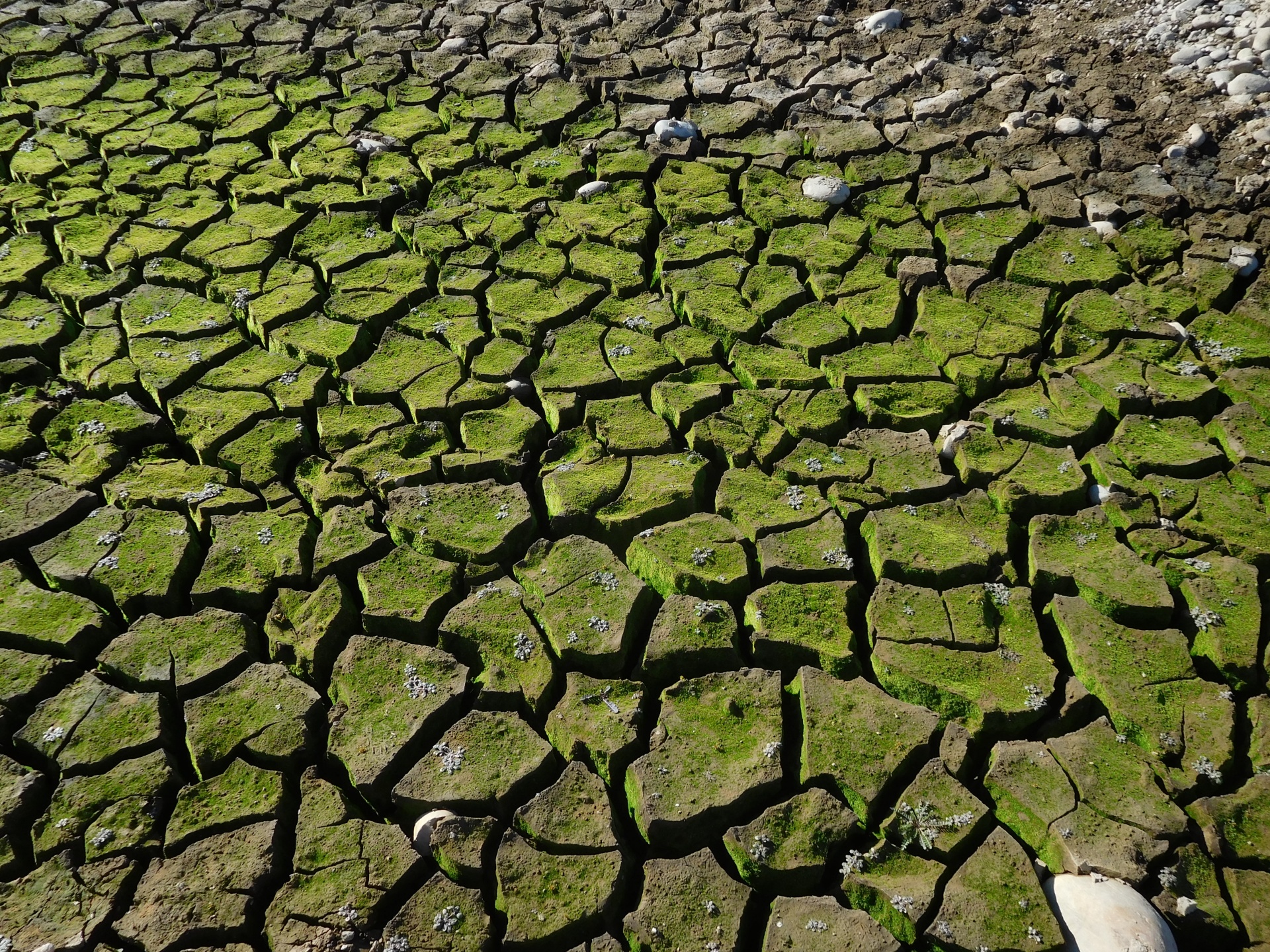 folsom lake california drought free photo