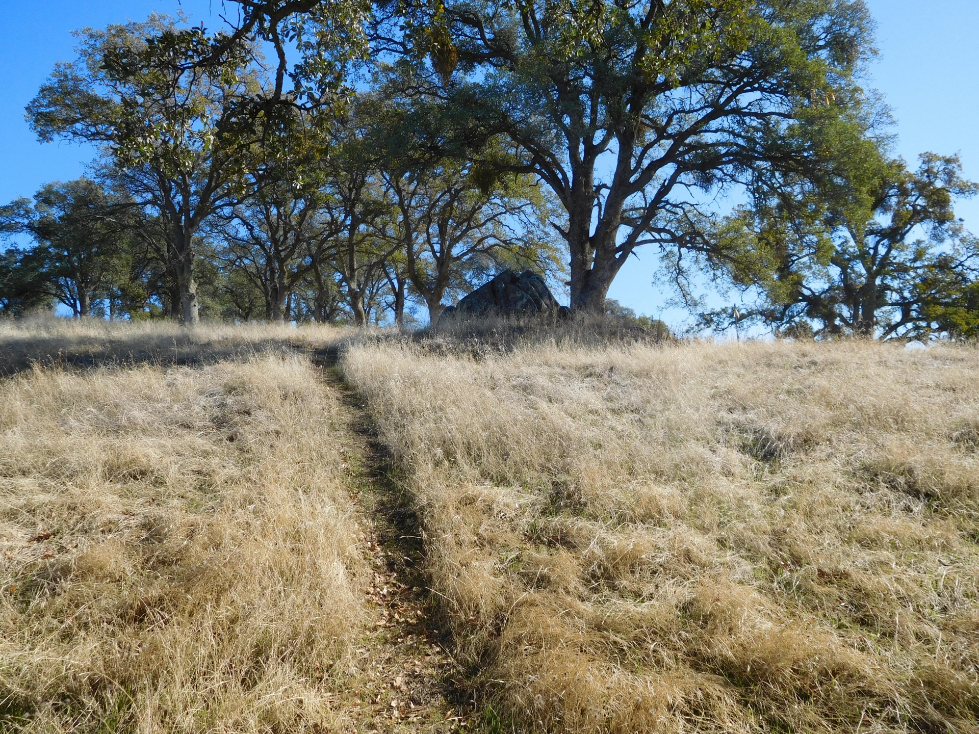 hill path tree rock free photo