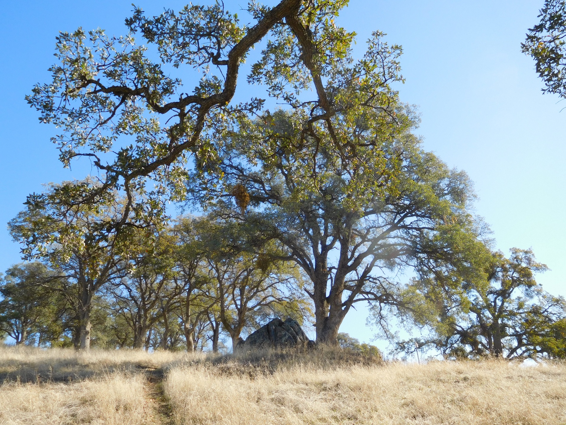 hill tree rock free photo