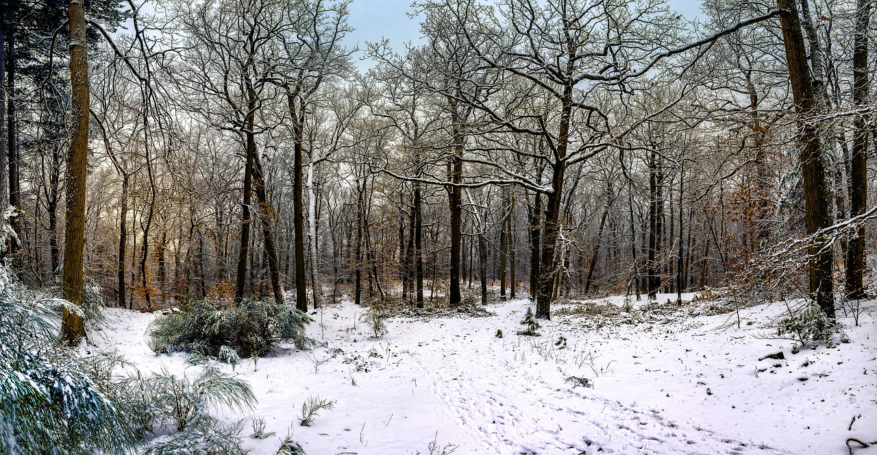 fontainebleau  forest snow  nature free photo