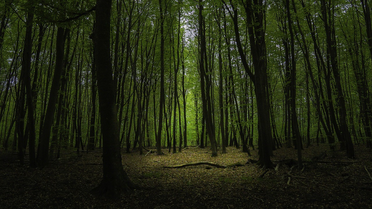 fontainebleau  france  forest free photo