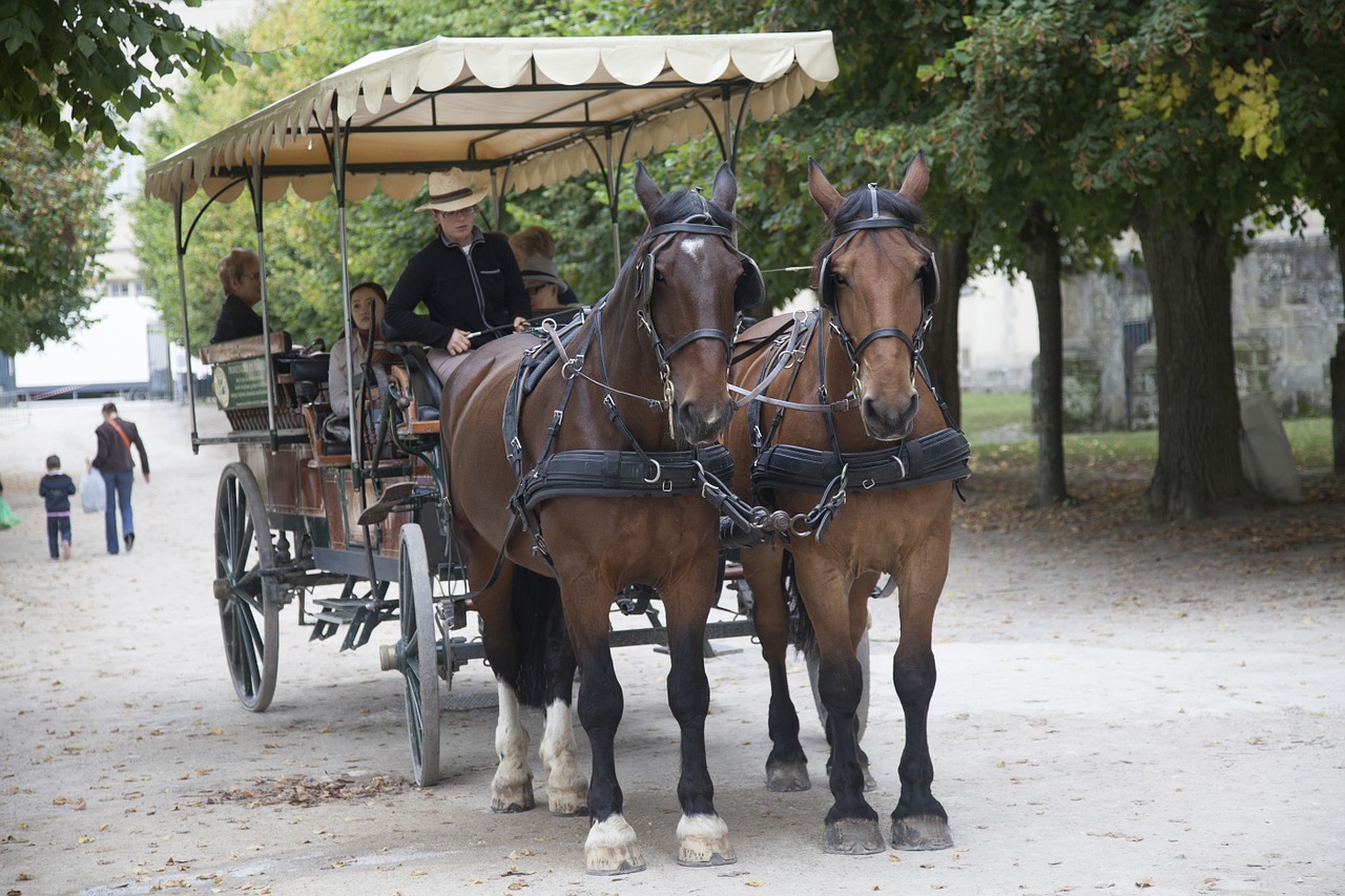 fontainebleau carriage ride free photo