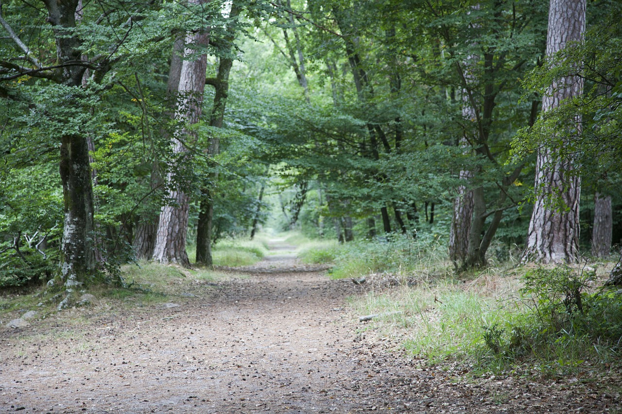 fontainebleau forest green free photo