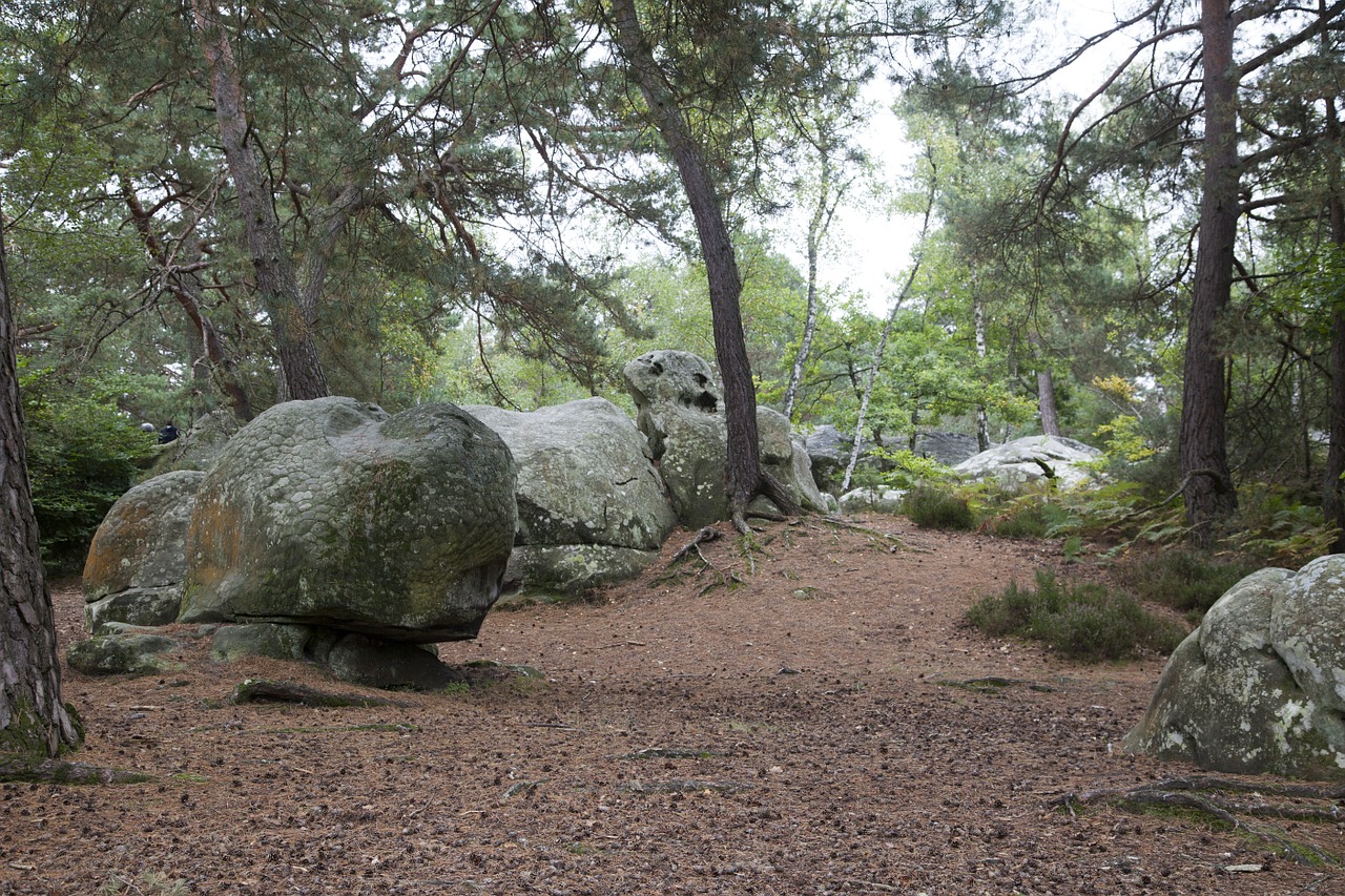 fontainebleau forest green free photo