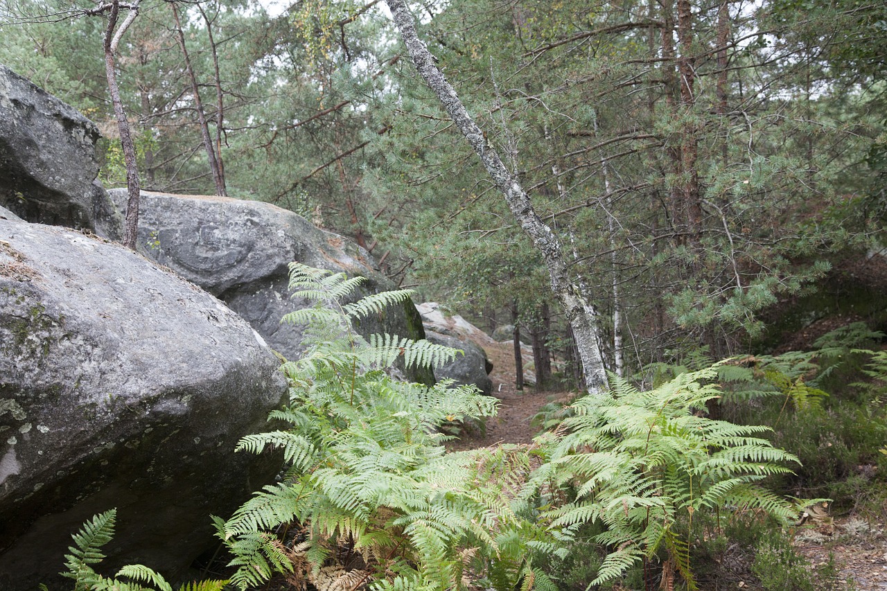 fontainebleau forest green free photo