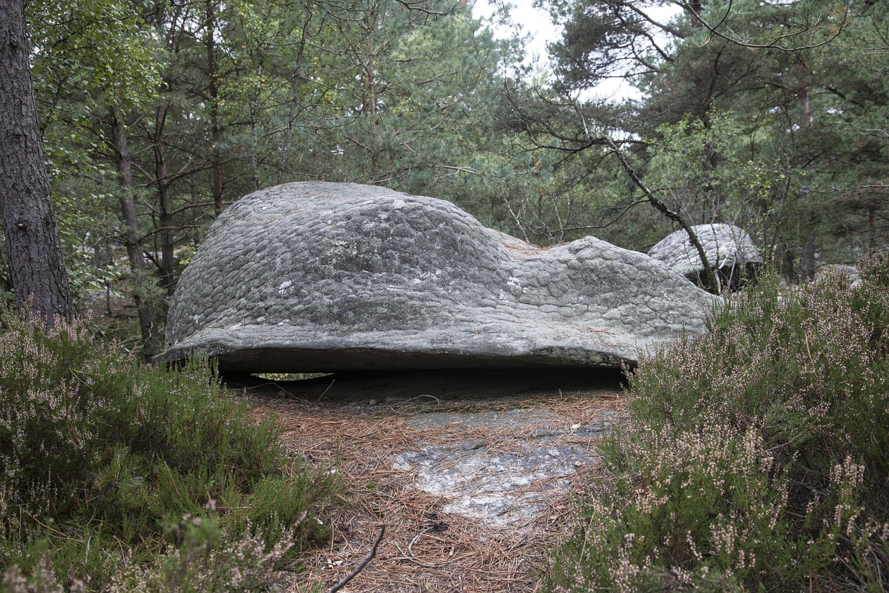 fontainebleau forest green free photo