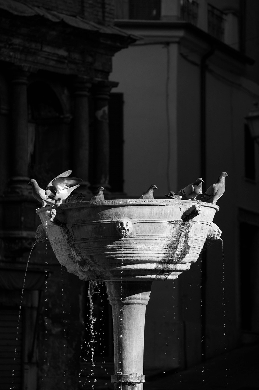 fontana pigeons narni free photo