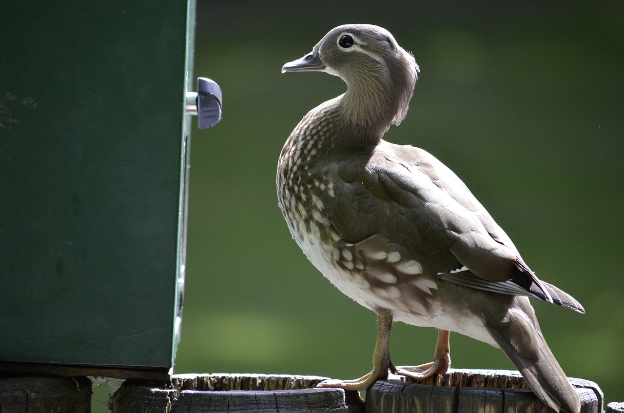 food bird automatic free photo