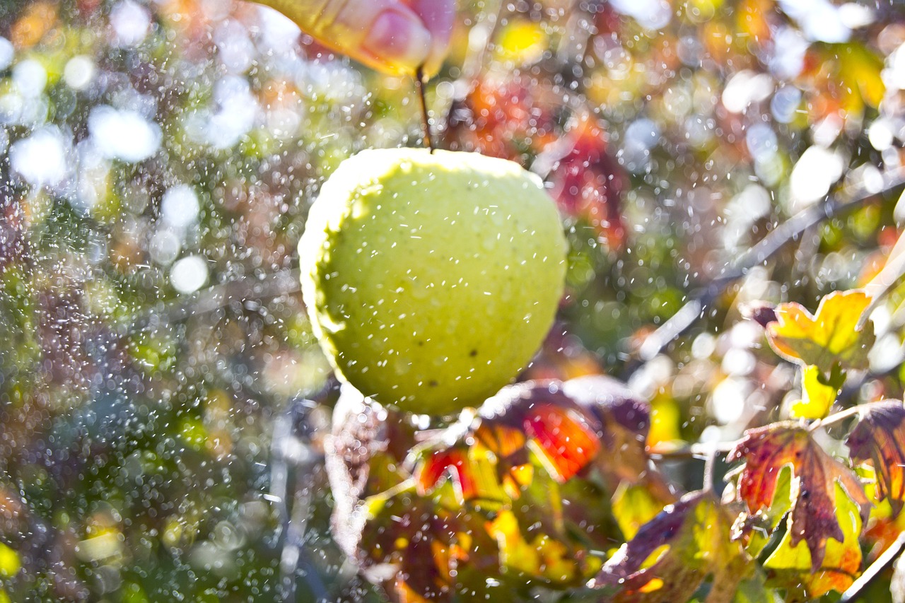 food landscape nature free photo