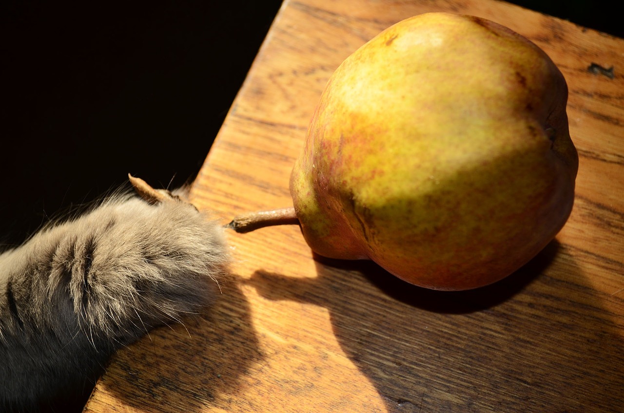 food fruit pear free photo