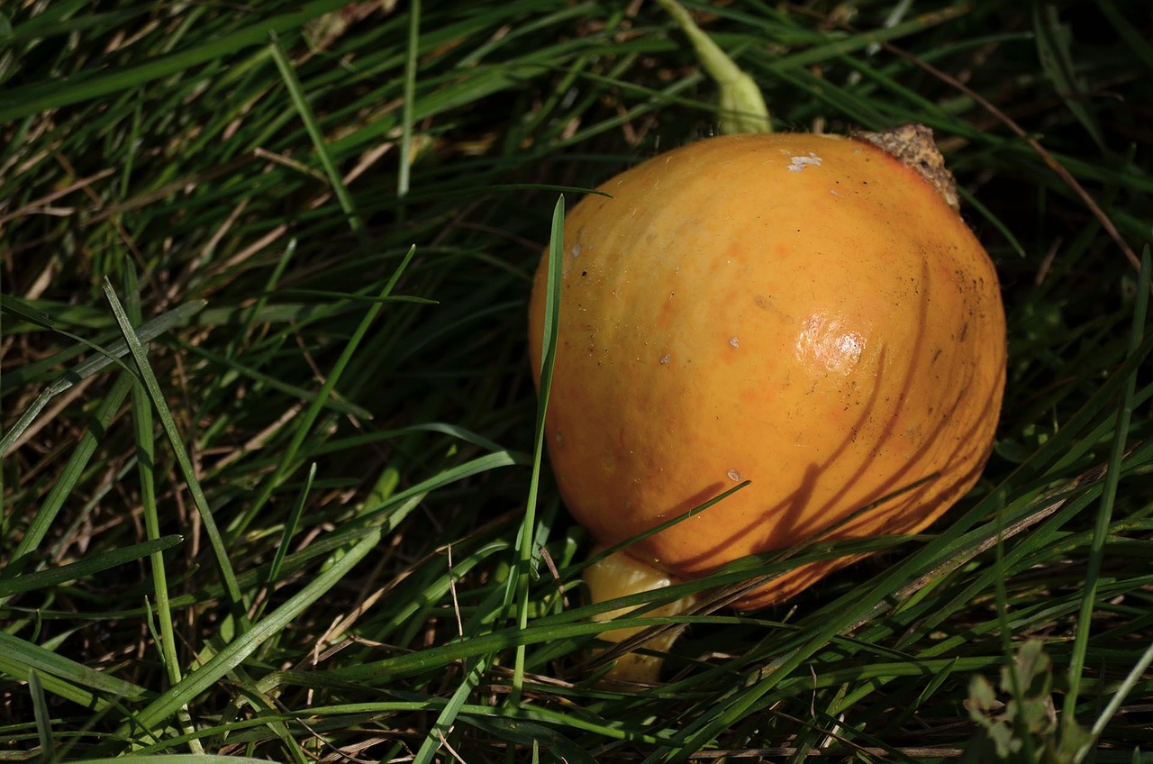 food vegetables pumpkin free photo