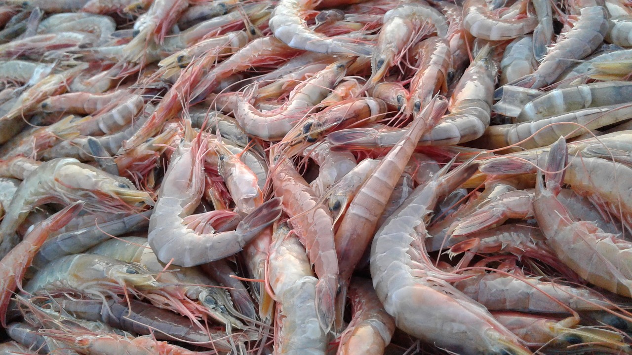 shrimps food sea free photo
